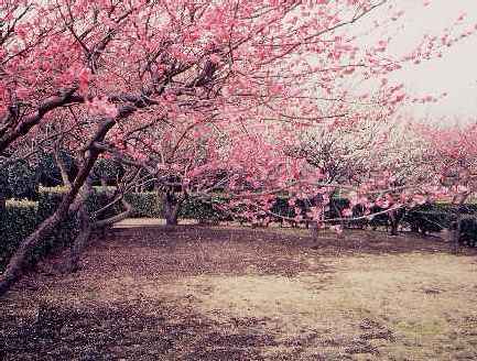 円行公園のウメの写真です。